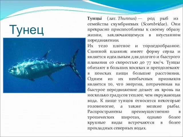 Тунец Тунцы́ (лат. Thunnus) — род рыб из семейства скумбриевых (Scombridae). Они