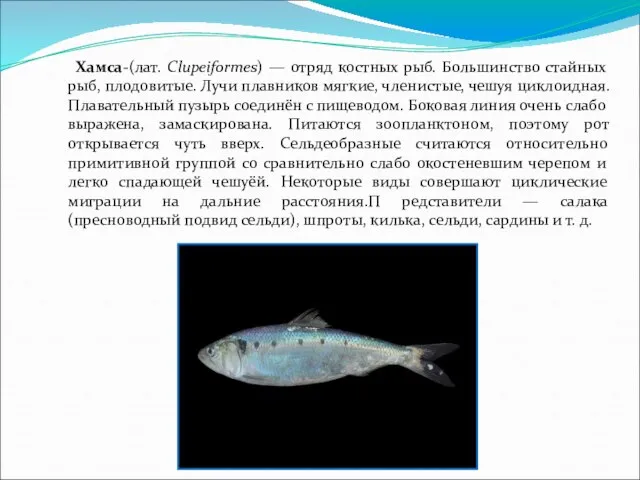 , Хамса-(лат. Clupeiformes) — отряд костных рыб. Большинство стайных рыб, плодовитые. Лучи