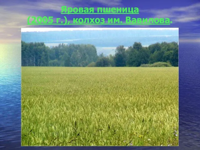 Яровая пшеница (2005 г.), колхоз им. Вавилова.
