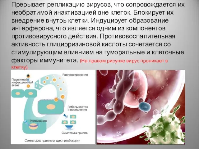 Прерывает репликацию вирусов, что сопровождается их необратимой инактивацией вне клеток. Блокирует их