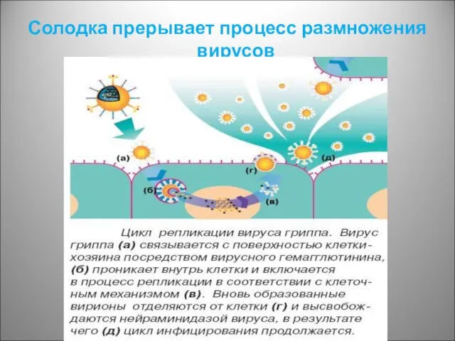 Солодка прерывает процесс размножения вирусов