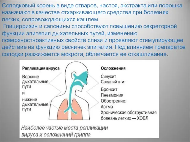 Солодковый корень в виде отваров, настоя, экстракта или порошка назначают в качестве