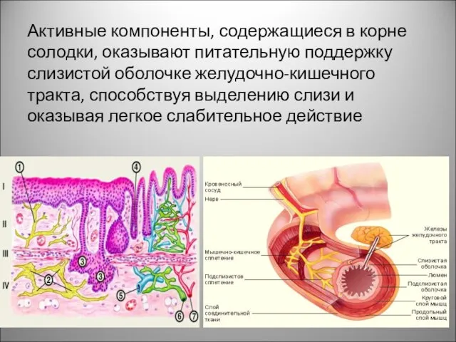 Активные компоненты, содержащиеся в корне солодки, оказывают питательную поддержку слизистой оболочке желудочно-кишечного