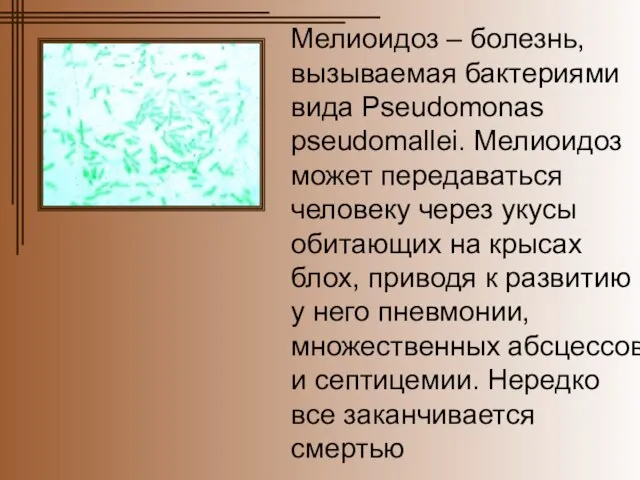 Мелиоидоз – болезнь, вызываемая бактериями вида Pseudomonas pseudomallei. Мелиоидоз может передаваться человеку