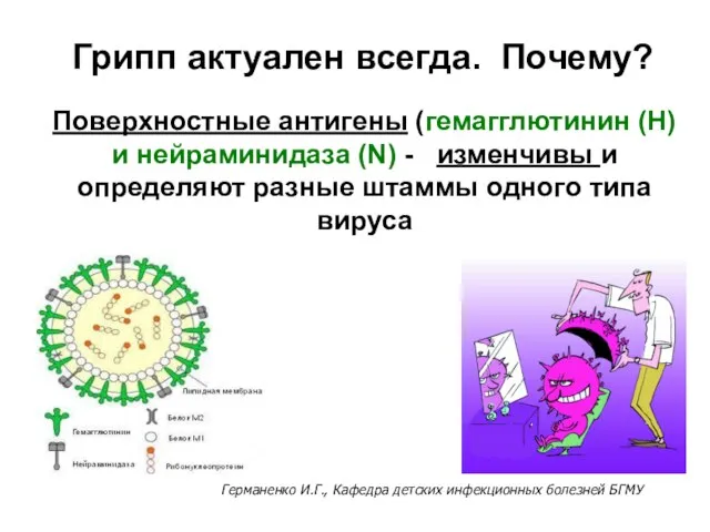 Поверхностные антигены (гемагглютинин (Н) и нейраминидаза (N) - изменчивы и определяют разные