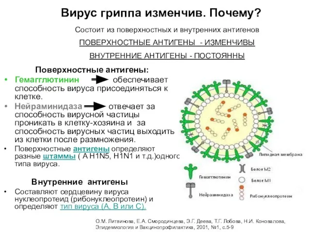 Поверхностные антигены: Гемагглютинин обеспечивает способность вируса присоединяться к клетке. Нейраминидаза отвечает за