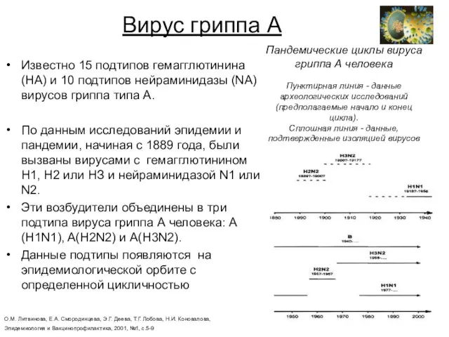 Вирус гриппа А Известно 15 подтипов гемагглютинина (НА) и 10 подтипов нейраминидазы