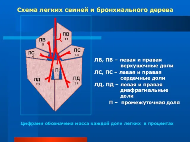 Схема легких свиней и бронхиального дерева ЛВ, ПВ – левая и правая