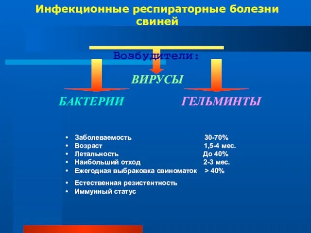 Инфекционные респираторные болезни свиней ВИРУСЫ БАКТЕРИИ ГЕЛЬМИНТЫ Заболеваемость 30-70% Возраст 1,5-4 мес.