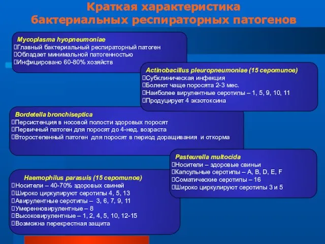 Краткая характеристика бактериальных респираторных патогенов Mycoplasma hyopneumoniae Главный бактериальный респираторный патоген Обладает