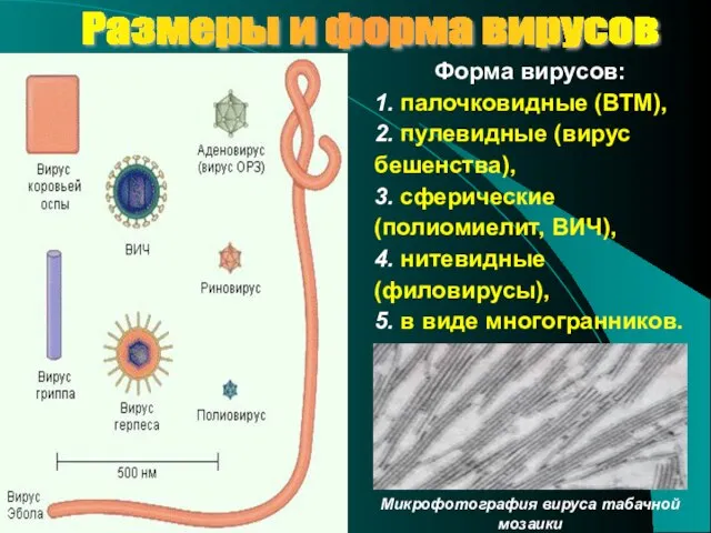 Размеры и форма вирусов Форма вирусов: 1. палочковидные (ВТМ), 2. пулевидные (вирус