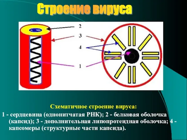 Строение вируса Схематичное строение вируса: 1 - сердцевина (однонитчатая РНК); 2 -