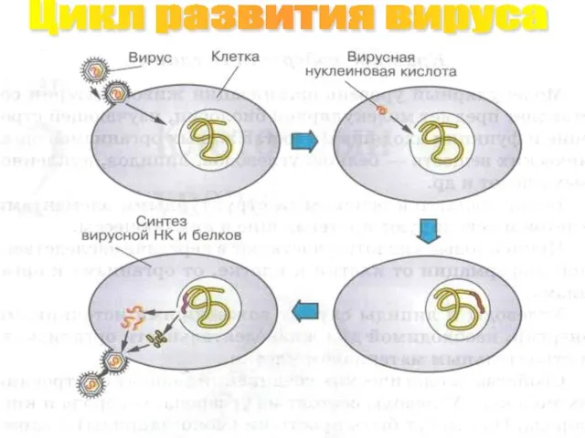 Цикл развития вируса