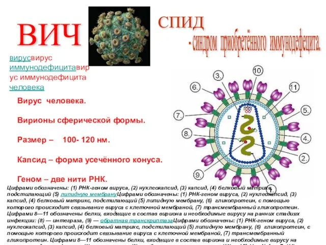 Цифрами обозначены: (1) РНК-геном вируса, (2) нуклеокапсид, (3) капсид, (4) белковый матрикс,