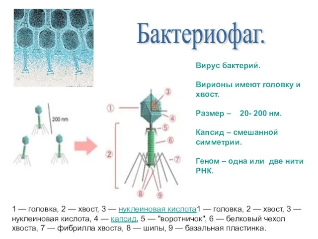 Бактериофаг. 1 — головка, 2 — хвост, 3 — нуклеиновая кислота1 —