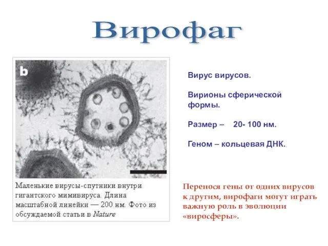 Вирофаг Вирус вирусов. Вирионы сферической формы. Размер – 20- 100 нм. Геном