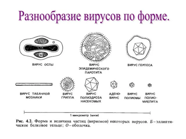 Разнообразие вирусов по форме.