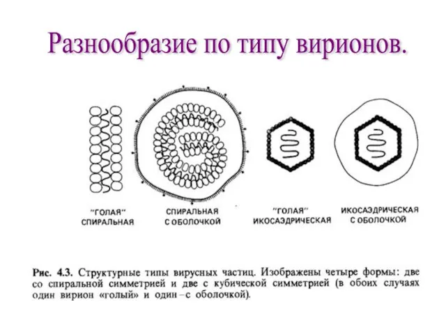 Разнообразие по типу вирионов.