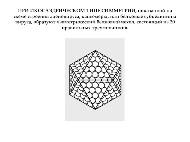 ПРИ ИКОСАЭДРИЧЕСКОМ ТИПЕ СИММЕТРИИ, показанной на схеме строения аденовируса, капсомеры, или белковые