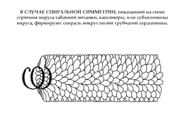 В СЛУЧАЕ СПИРАЛЬНОЙ СИММЕТРИИ, показанной на схеме строения вируса табачной мозаики, капсомеры,