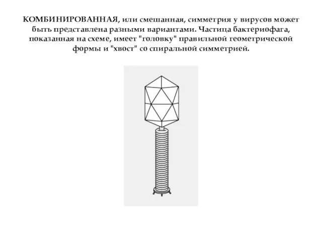 КОМБИНИРОВАННАЯ, или смешанная, симметрия у вирусов может быть представлена разными вариантами. Частица