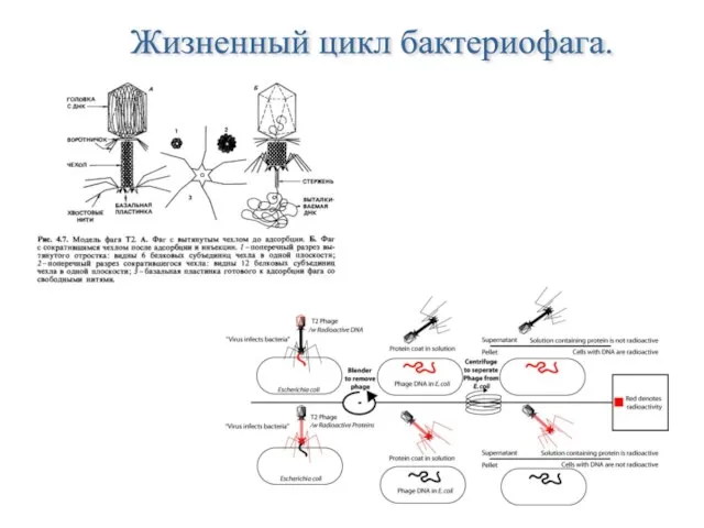 Жизненный цикл бактериофага.