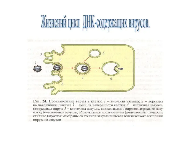 Жизненнй цикл ДНК-содержащих вирусов.