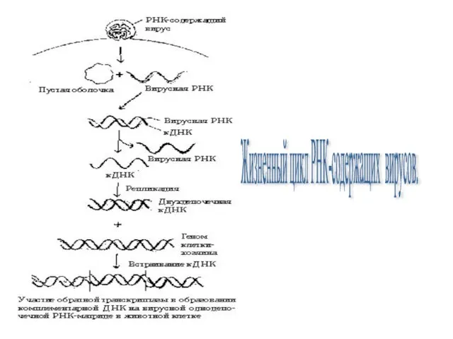 Жизненный цикл РНК-содержащих вирусов.
