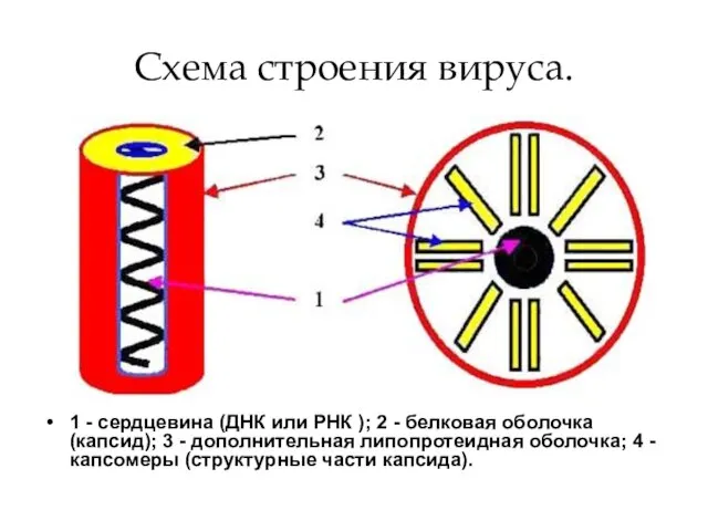 Схема строения вируса. 1 - сердцевина (ДНК или РНК ); 2 -