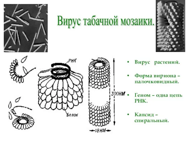 Вирус табачной мозаики. Вирус растений. Форма вириона – палочковидный. Геном – одна