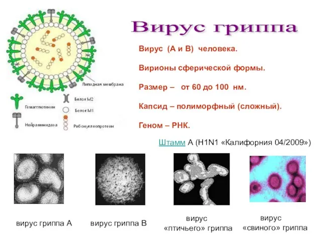 Вирус гриппа вирус гриппа А вирус гриппа В вирус «птичьего» гриппа вирус