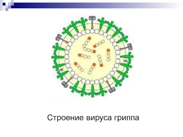 Строение вируса гриппа