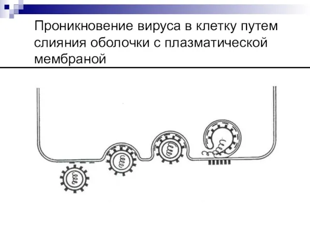 Проникновение вируса в клетку путем слияния оболочки с плазматической мембраной