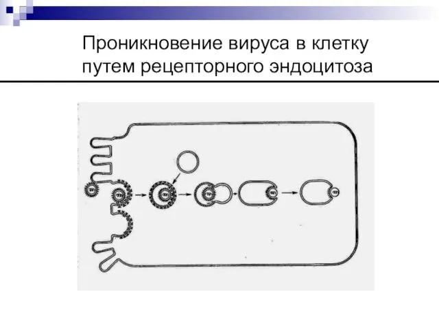 Проникновение вируса в клетку путем рецепторного эндоцитоза