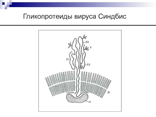 Гликопротеиды вируса Синдбис