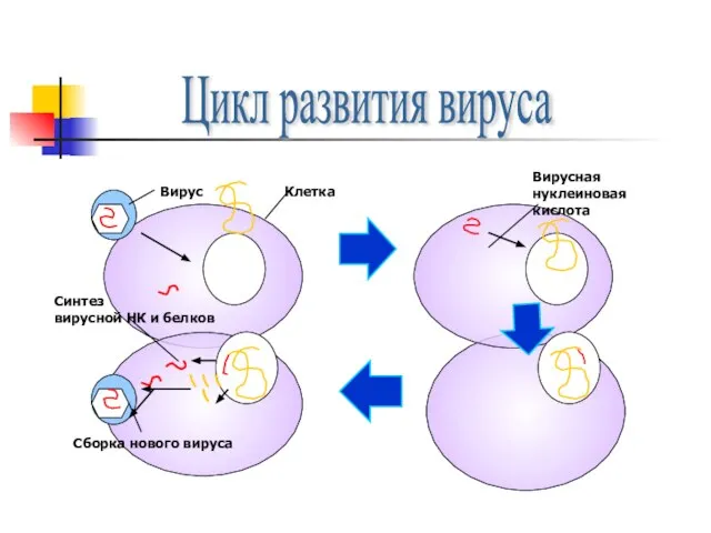 Цикл развития вируса