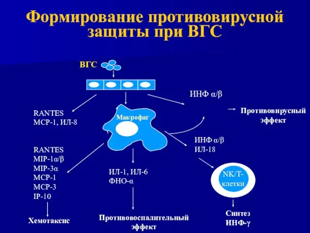 Формирование противовирусной защиты при ВГС ВГС Макрофаг RANTES MCP-1, ИЛ-8 RANTES MIP-1α/β