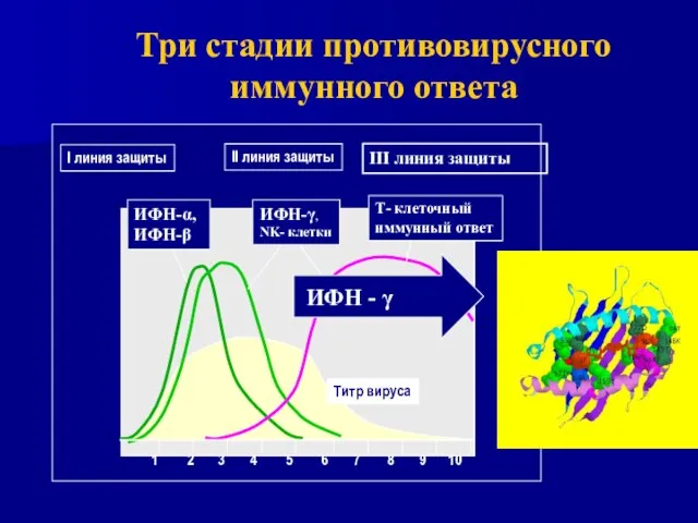 Три стадии противовирусного иммунного ответа