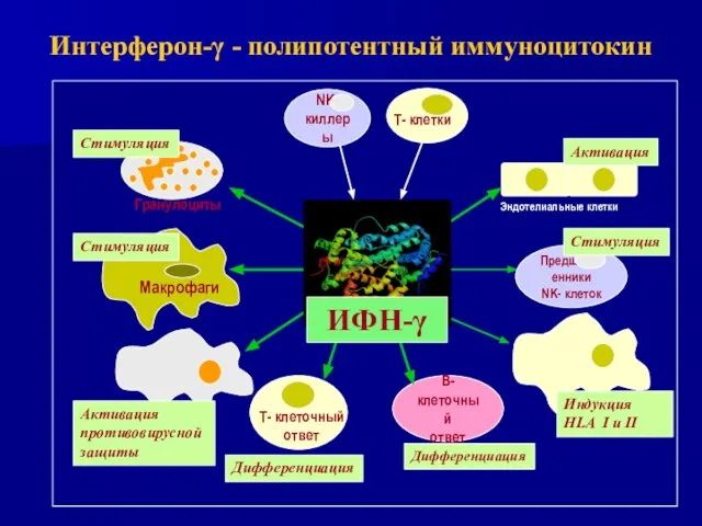 Интерферон-γ - полипотентный иммуноцитокин