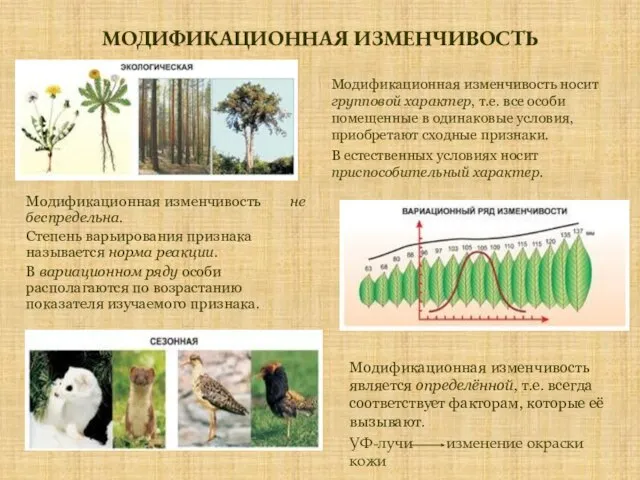 МОДИФИКАЦИОННАЯ ИЗМЕНЧИВОСТЬ Модификационная изменчивость не беспредельна. Степень варьирования признака называется норма реакции.