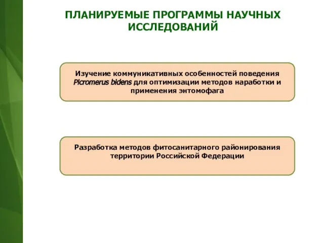 Изучение коммуникативных особенностей поведения Picromerus bidens для оптимизации методов наработки и применения