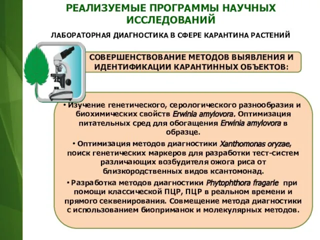 Изучение генетического, серологического разнообразия и биохимических свойств Erwinia amylovora. Оптимизация питательных сред