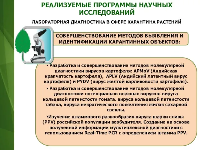 Разработка и совершенствование методов молекулярной диагностики вирусов картофеля: APMoV (Андийская крапчатость картофеля),