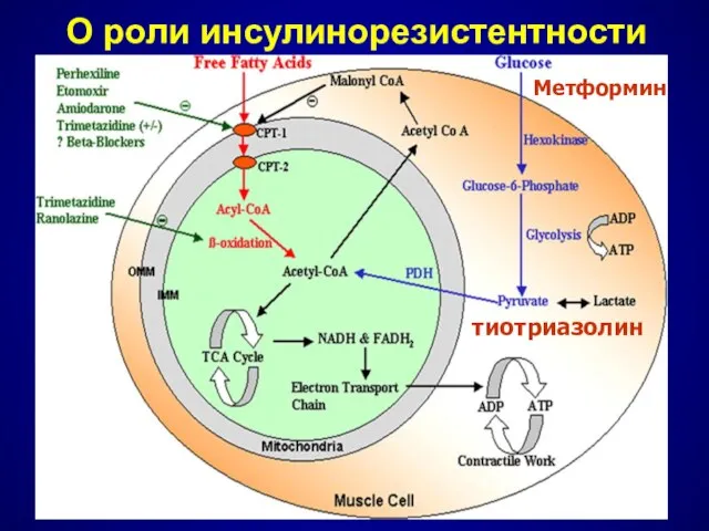 О роли инсулинорезистентности тиотриазолин Метформин