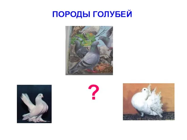 ПОРОДЫ ГОЛУБЕЙ ?