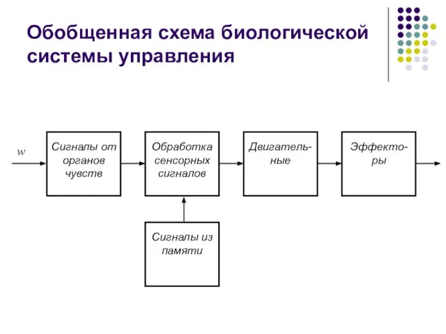 Обобщенная схема биологической системы управления Сигналы от органов чувств w Обработка сенсорных