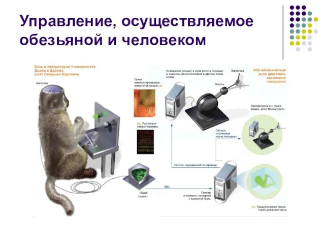 Управление, осуществляемое обезьяной и человеком