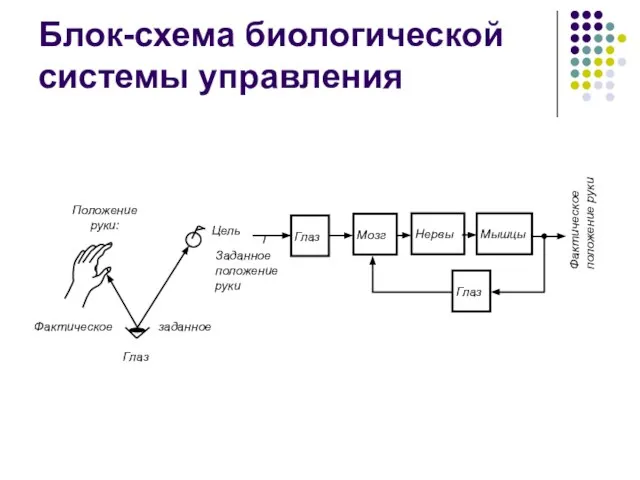 Блок-схема биологической системы управления