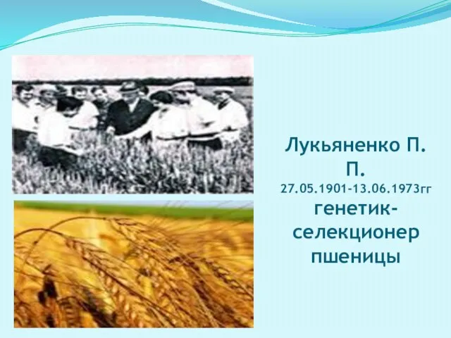 Лукьяненко П.П. 27.05.1901-13.06.1973гг генетик-селекционер пшеницы