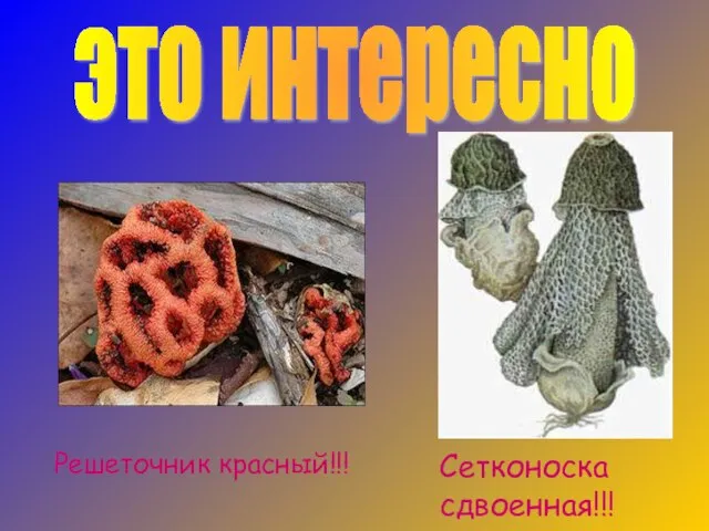 это интересно Решеточник красный!!! Сетконоска сдвоенная!!!